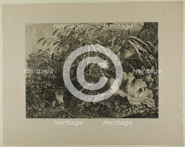 Cow Standing in a Swamp, n.d. Creator: Carl Wilhelm Kolbe the elder.