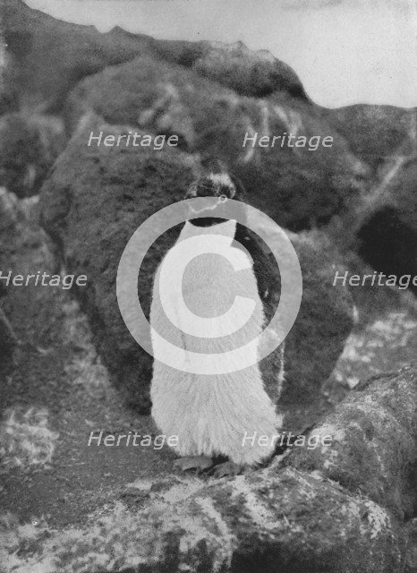 'A Moulting Penguin', c1911, (1913). Artist: Herbert Ponting.