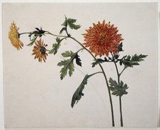 Chrysanthemums, c1817. Creator: Franz Theobald Horny.