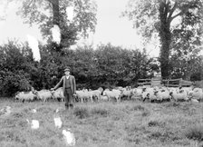 A shepherd with his flock near Hellidon, Northamptonshire, c1873-c1923. Artist: Alfred Newton & Sons