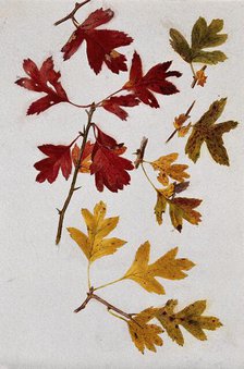 Autumn leaves of hawthorn (Crataegus), c1900s. Creator: Unknown.
