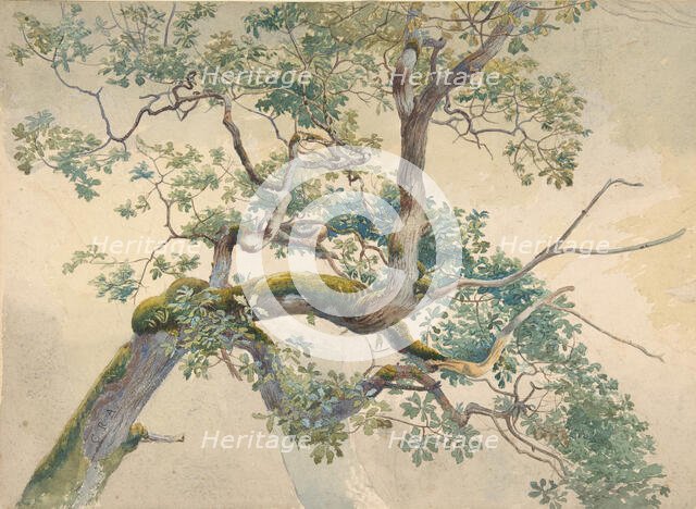 Tree Branches, 1852-1908. Creator: Charles Reginald Aston.