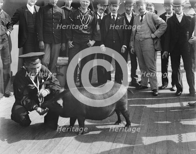 U.S.S. Iowa, pig taken from Spanish cruiser [Cristobal] Colon, ca 1898. Creator: Unknown.