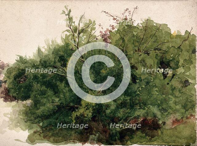 A stand of bushes, c1900s. Creator: Unknown.