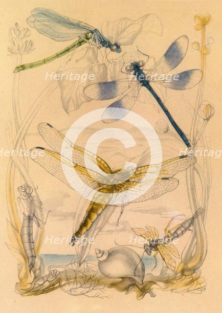 Dragonflies, c1930s, (1945). Creator: Vere Temple.