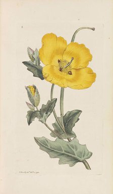 English Botany, 1790-1800. Creator: Sowerby, James (1757-1822).