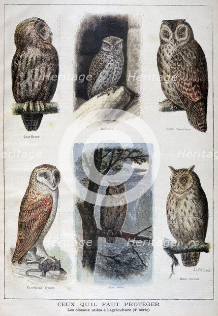 Birds that are protected, and helpful in agriculture, 1897. Creator: F Meaulle.
