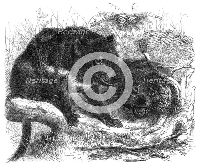 The Ursine Dasyure, or Tasmanian Devil (Dasyurus ursinus), 1861. Creator: Unknown.