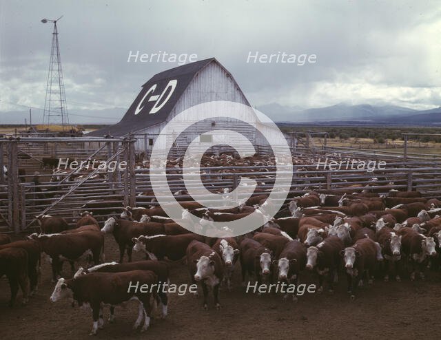 Cattle in corrals on ranch, Beaverhead County, Mont., 1942. Creator: Russell Lee.