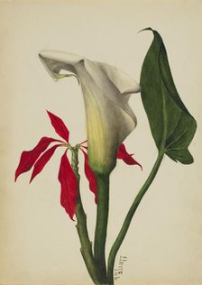 Untitled (Calla Lily), 1877. Creator: Mary Vaux Walcott.