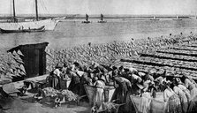 Quantities of codfish drying in the sun at Aveiro by the mouth of the Vouga, Portugal, c1930s. Artist: AW Cutler