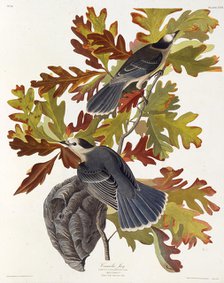 The grey jay. From "The Birds of America", 1827-1838. Creator: Audubon, John James (1785-1851).
