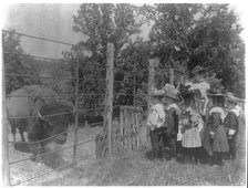 School children looking at bison at zoo, Washington, D.C., (1899?). Creator: Frances Benjamin Johnston.