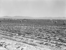 500 pea pickers in field of large-scale Sinclair ranch, near Calipatria, California, 1939. Creator: Dorothea Lange.