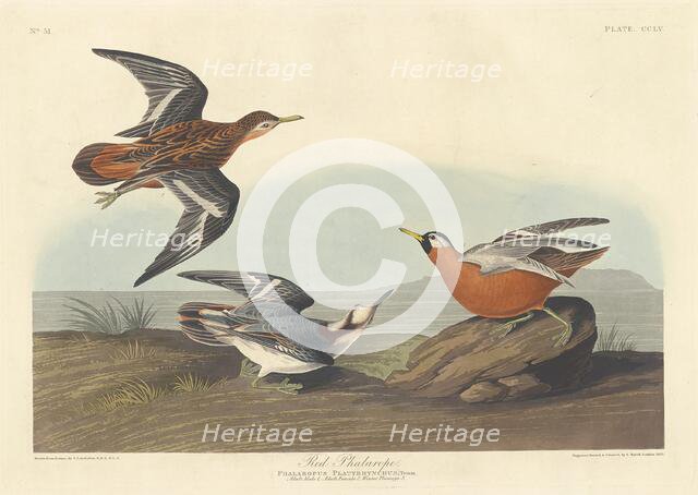 Red Phalarope, 1835. Creator: Robert Havell.