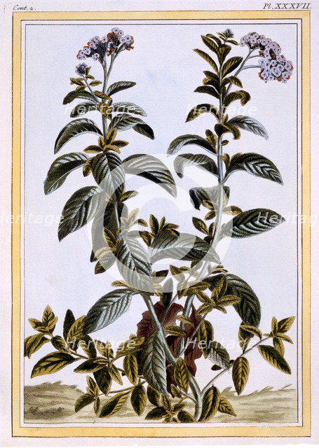 Heliotrope or Cherry Pie,  pub. 1776. Creator: Pierre Joseph Buchoz (1731-1807).