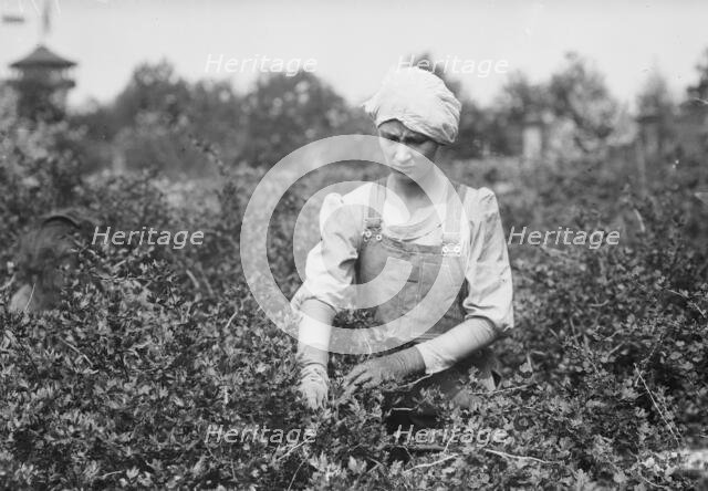 Worming, Belmont Farm for girls, between c1910 and c1915. Creator: Bain News Service.