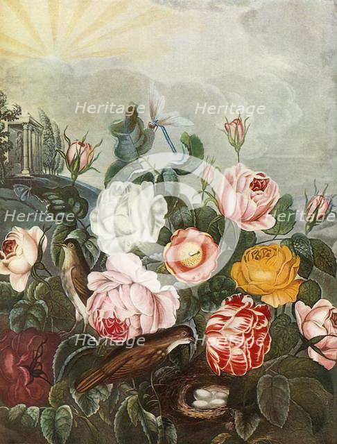 'Roses', c1805, (1948). Creator: Richard Earlom.