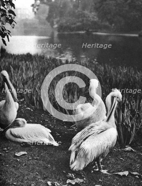 The pelicans of St James's Park, London, 1926-1927. Artist: McLeish