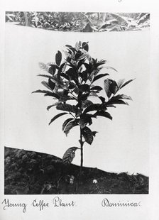 A young coffee plant, Dominica, 1897. Artist: Unknown