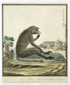 Papio ursinus (Chacma baboon), 1773-1786. Creators: Robert Jacob Gordon, Johannes Schumacher.