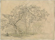 Grove of Trees [verso], c. 1835. Creator: Friedrich Salathe.