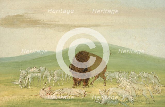 Wounded Buffalo Bull Surrounded by White Wolves, 1832-1833. Creator: George Catlin.