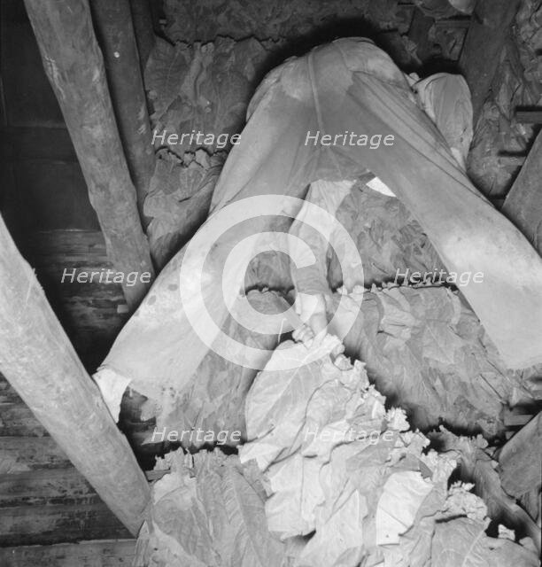 Son of tenant farmer hanging up strung tobacco inside the barn, Shoofly, North Carolina, 1939. Creator: Dorothea Lange.