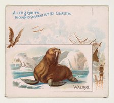 Walrus, from Quadrupeds series (N41) for Allen & Ginter Cigarettes, 1890. Creator: Allen & Ginter.