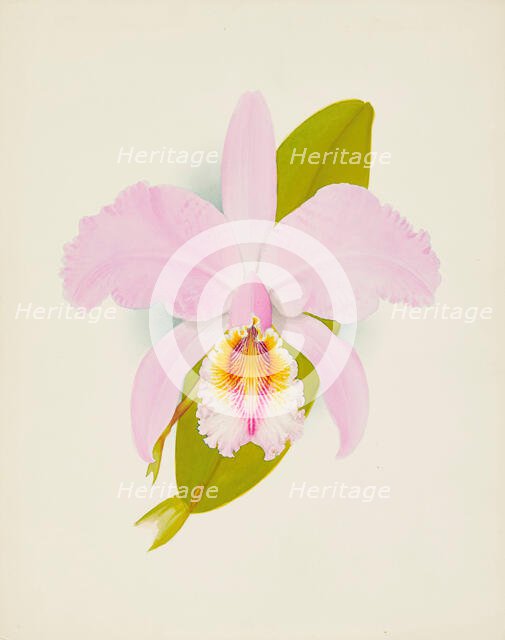 Orchid: Cattleya Missiae, 1907. Creator: Frederick William Bolas.