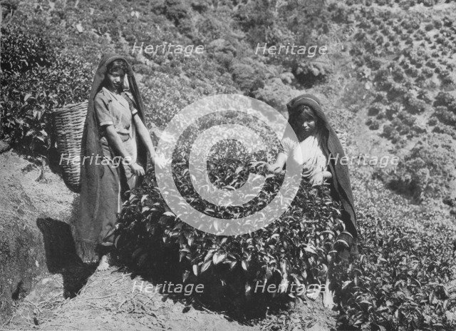 'Pluckers on Tea Estate, Ceylon', c1890, (1910). Artist: Alfred William Amandus Plate.