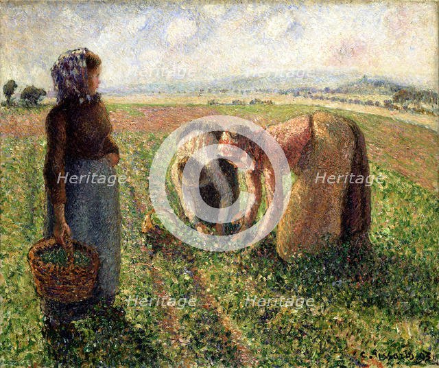 Pea Harvest, Eragny, 1893. Creator: Pissarro, Camille (1830-1903).