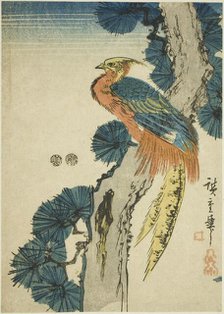 Pheasant and pine tree, c. 1847/52. Creator: Ando Hiroshige.