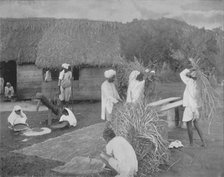 'Native labourers Preparing Rice in Jamaica', c1890. Artist: Unknown.