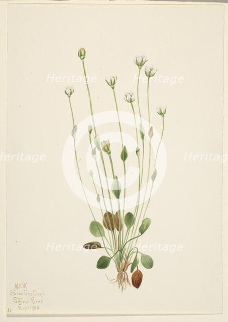 Gray Ragwort (Senecio canus), 1920. Creator: Mary Vaux Walcott.