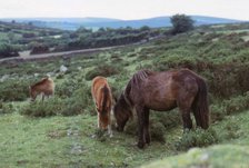 Dartmoor Ponies on Dartmoor, Devon,  20th century. Artist: CM Dixon.