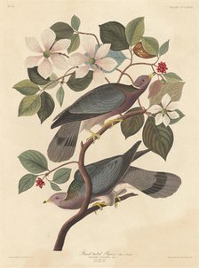 Band-tailed Pigeon, 1837. Creator: Robert Havell.