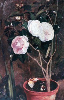 'Camelias', 19th century. Artist: Antonio Costa