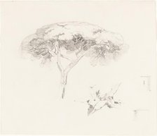 Umbrella Pine and Other Studies, 1839/1845. Creator: Edward Lear.