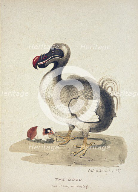 Study of a Dodo and a Guinea-pig, 1847. Artist: Charlotte Augusta Spencer-Churchill.