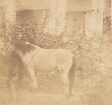 [Man and Horse, Government House, Allahabad], 1858. Creator: John Constantine Stanley.