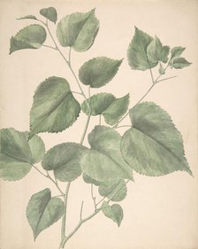 Leaves, 19th century. Creator: Anon.