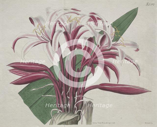 The Botanical Magazine or Flower Garden Displayed: Stately Crinum, 1823. Creator: S. Curtis (British).