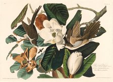 Black-billed Cuckoo, 1828. Creator: Robert Havell.
