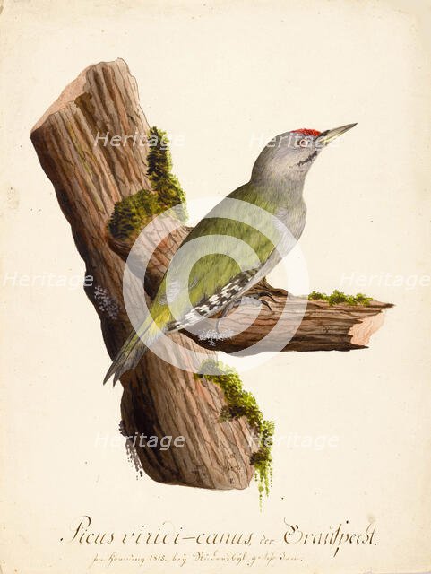 Ornithological Study, c.1800. Creator: Kuhn, G. (active 1795-1825).