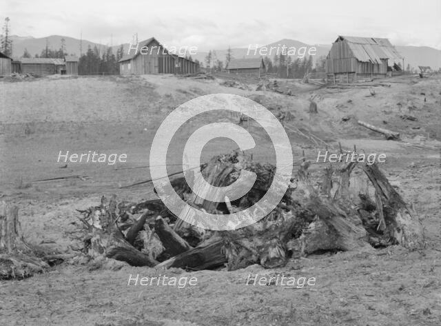 The Unruf family, stump pile, and their partly developed farm, Boundary County, Idaho,1939 Creator: Dorothea Lange.