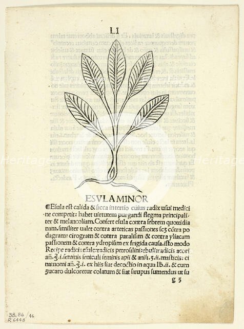 Esula Minor from Herbarium, Plate 46 from Woodcuts from Books of the 15th Century...1929. Creators: Unknown, Leonardus Achates, Arnaldus de Villa Nova, Wilhelm Ludwig Schreiber.