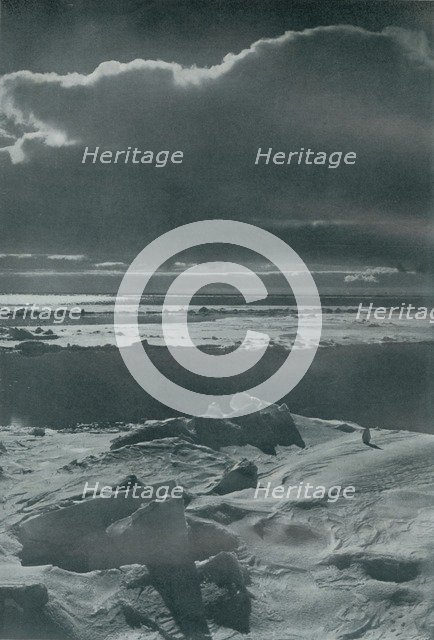 'Evening Scene in the Pack', c1910–1913, (1913). Artist: Herbert Ponting.