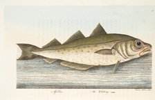 The Whiting, from A Treatise on Fish and Fish-ponds, pub. 1832 (hand coloured engraving)