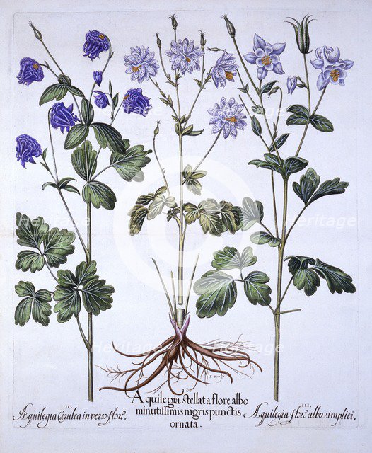 Aquilegia, from 'Hortus Eystettensis', by Basil Besler (1561-1629), pub. 1613 (hand-coloured engravi
